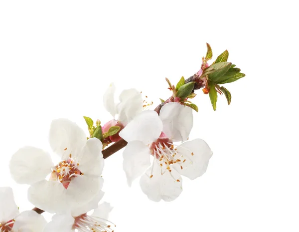 Rama floreciente sobre blanco —  Fotos de Stock