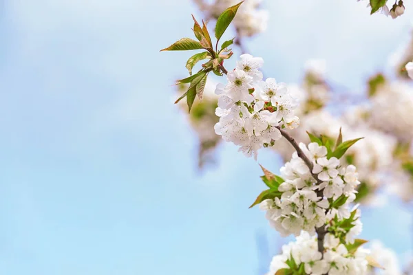 Ramo di fiori di albero in fiore — Foto Stock