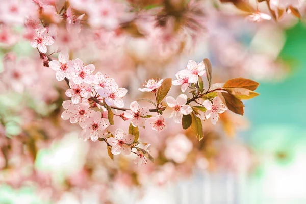 Bloeiende lente boom — Stockfoto