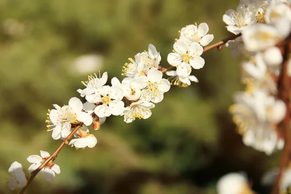 Branch of apricot tree flowers — Stock Photo, Image