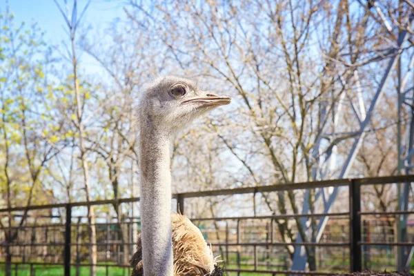 Strauß im zoologischen Garten — Stockfoto