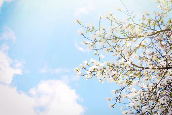 Rami di alberi in fiore — Foto Stock