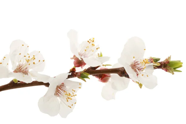 Blossoming branch on white — Stock Photo, Image