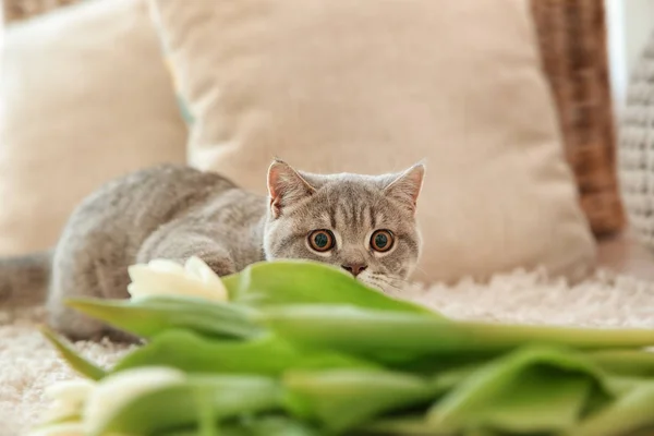 Cute cat lying on white rug — Stock Photo, Image