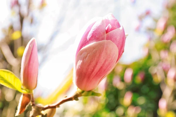 Kwiatów magnolii — Zdjęcie stockowe