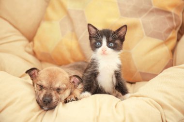 Sevimli küçük yavru kedi ve köpek yavrusu