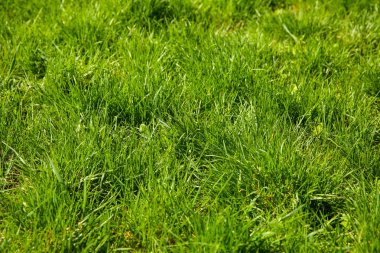 yeşil çayır çimen  
