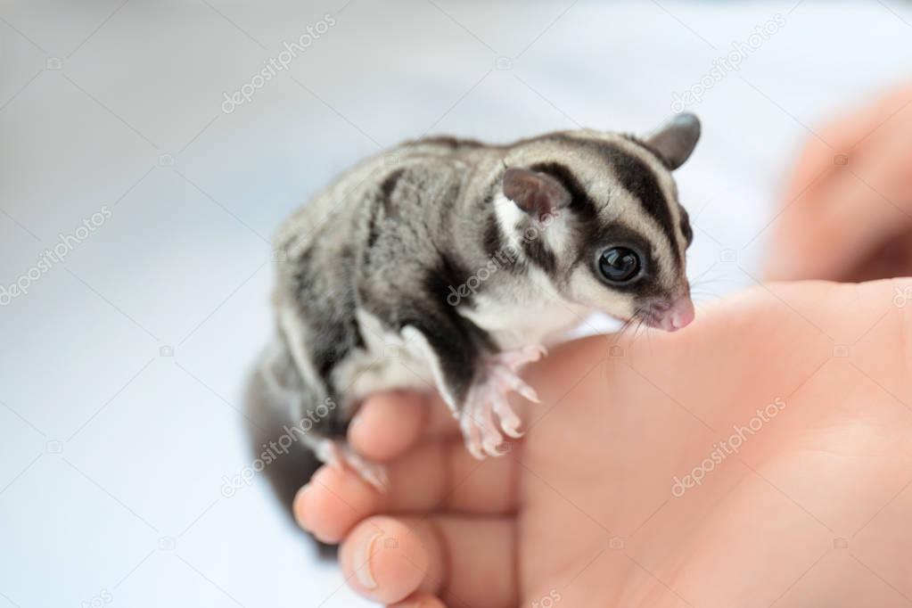 belchonock