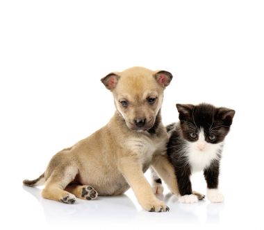 Şirin yavru kedi ve köpek yavrusu 