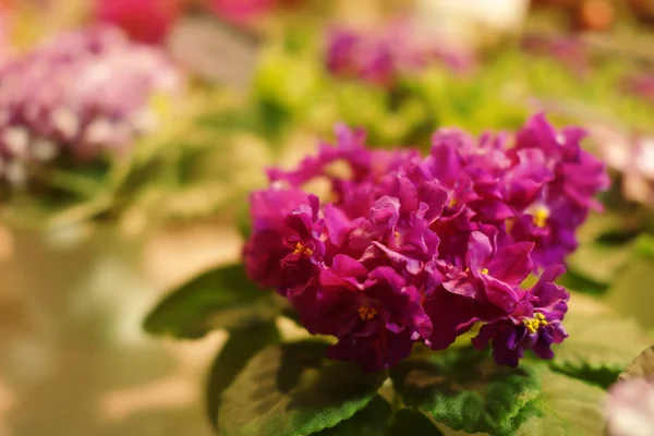 Vackra blommor i butiken — Stockfoto