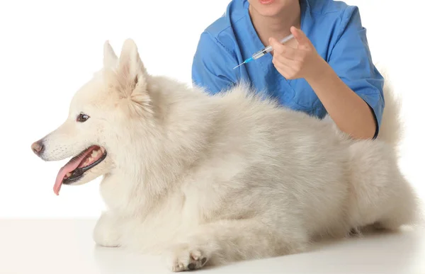Tierarzt gibt Hund Spritze — Stockfoto