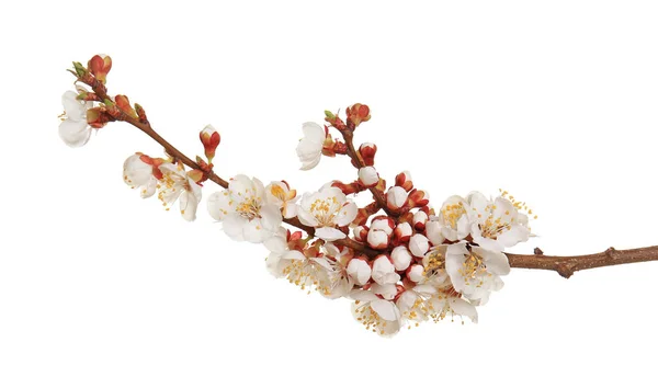 Branch of blooming fruit tree — Stock Photo, Image