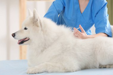 Veterinarian giving injection to dog  clipart