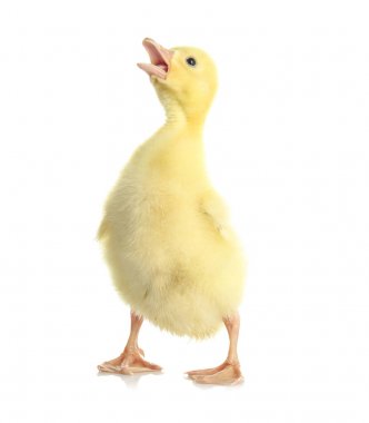 Şirin komik gosling  