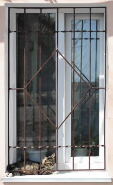 Şirin kedi kenarında yalan 