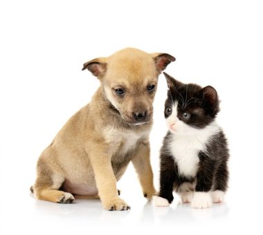 Şirin yavru kedi ve köpek yavrusu 