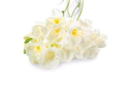 Güzel Frezya çiçek  