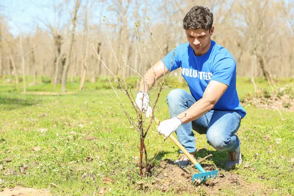 Joven voluntario plantando árbol en el parque — Foto de Stock