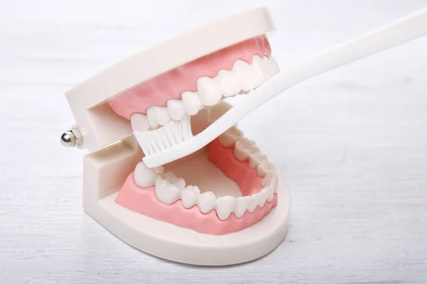 Modello di mascella dentale — Foto Stock