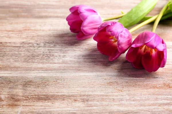 Schöne fliederfarbene Tulpen — Stockfoto