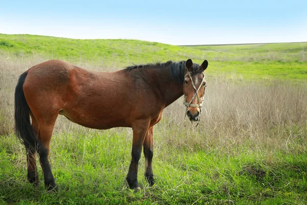 Выпас лошадей на поле — стоковое фото