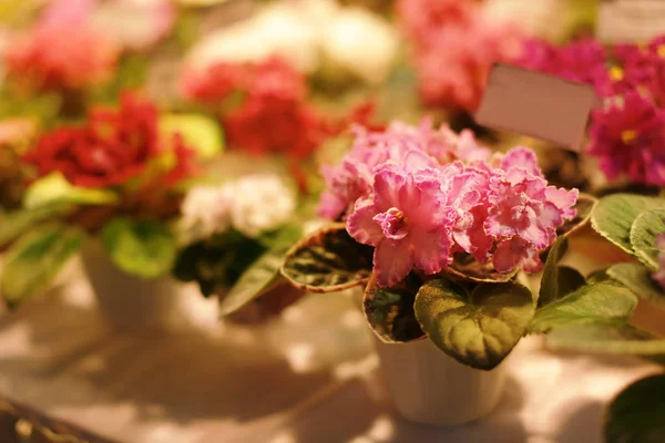 Macetas con hermosas plantas — Foto de Stock