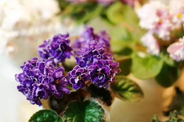 Beautiful flowers in shop — Stock Photo, Image