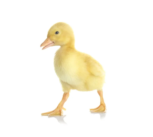 Cute funny duckling — Stock Photo, Image