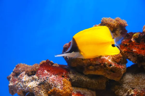 Egzotikus korall hal — Stock Fotó