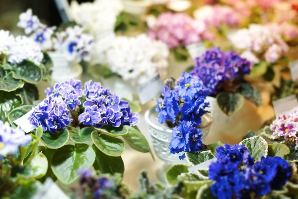 Hermosas flores en la tienda — Foto de Stock