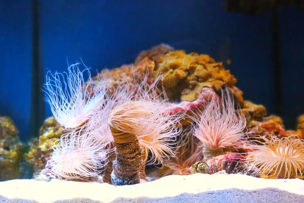Sjøanemoner og koraller – stockfoto