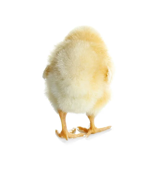 Şirin komik tavuk — Stok fotoğraf