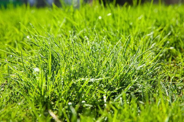 Wiese grünes Gras — Stockfoto