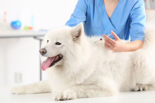 Veterinário que dá a injeção ao cão — Fotografia de Stock