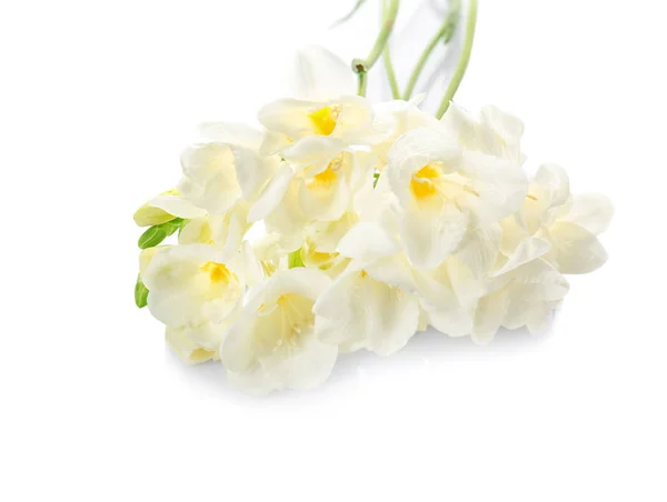 아름 다운 프리 지아 꽃 — 스톡 사진