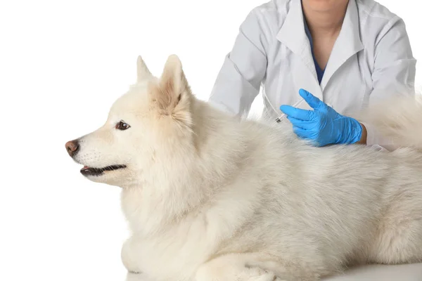Tierarzt gibt Hund Spritze — Stockfoto