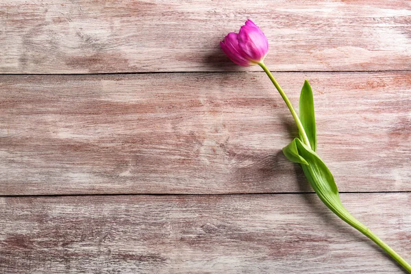 Linda tulipa lilás — Fotografia de Stock