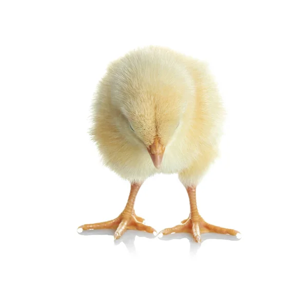 Cute funny chicken — Stock Photo, Image