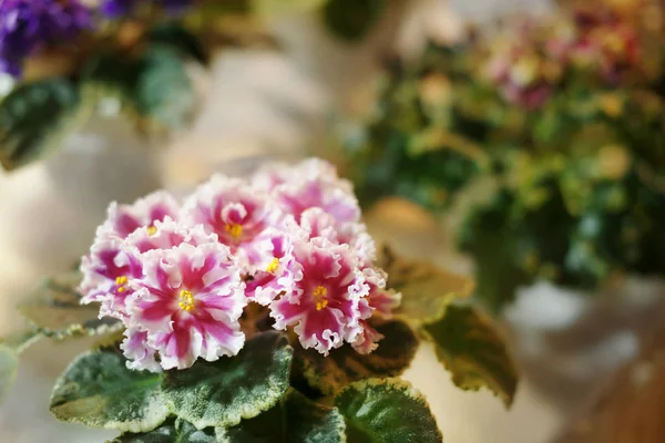 Vackra blommor i butiken — Stockfoto