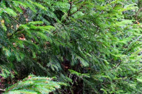 Fir tree branches — Stock Photo, Image