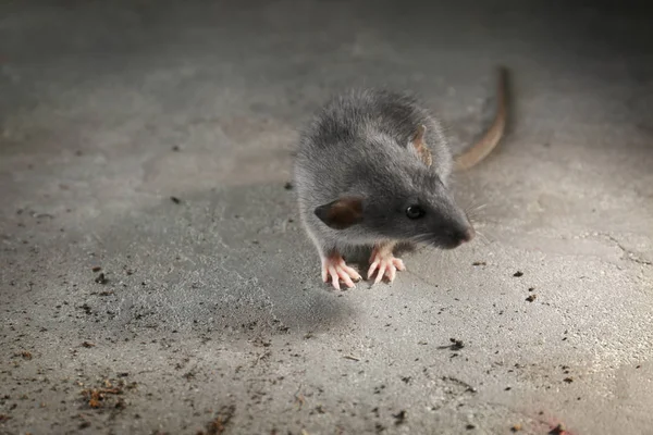 Schattige kleine rat — Stockfoto