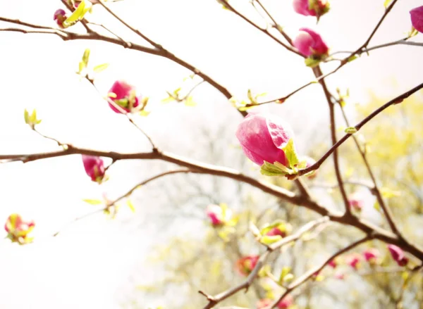 Branch with beautiful magnolia tree buds — Stock Photo, Image