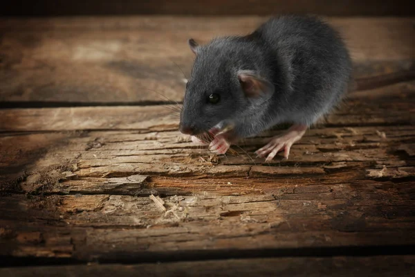 Cute little rat — Stock Photo, Image