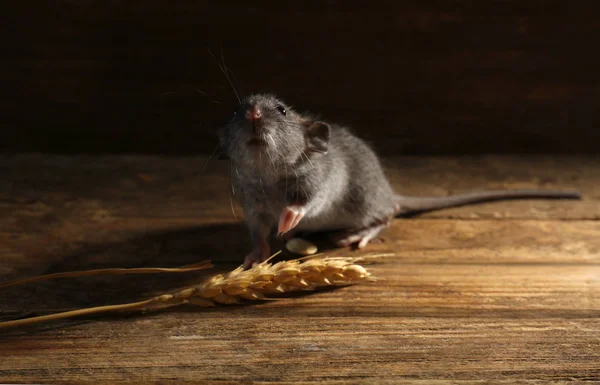 Schattige kleine rat — Stockfoto