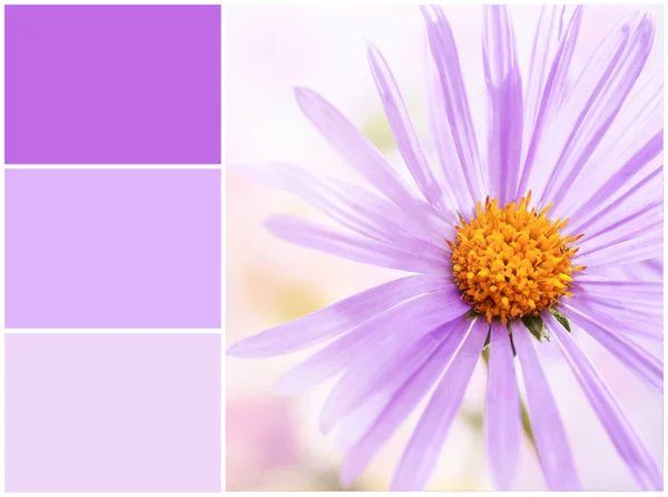 Λιλά χρώματα που ταιριάζουν και λουλούδι — Φωτογραφία Αρχείου