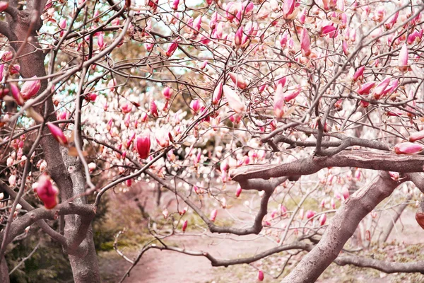 Ramas con hermosas flores de magnolia — Foto de Stock