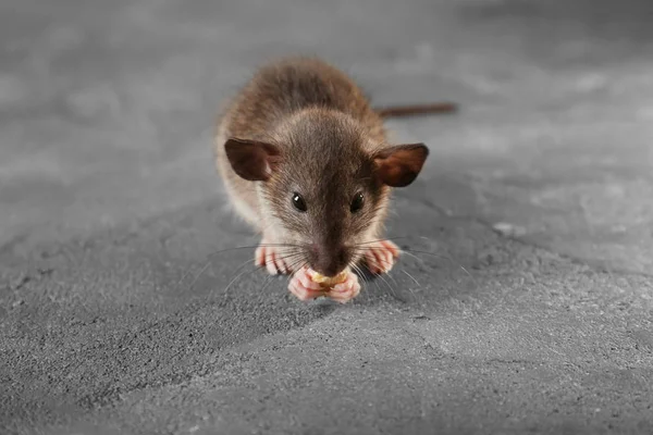 Niedliche kleine Ratte — Stockfoto