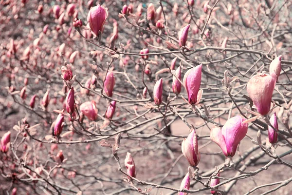 A gyönyörű magnolia fa rügyek ágak — Stock Fotó