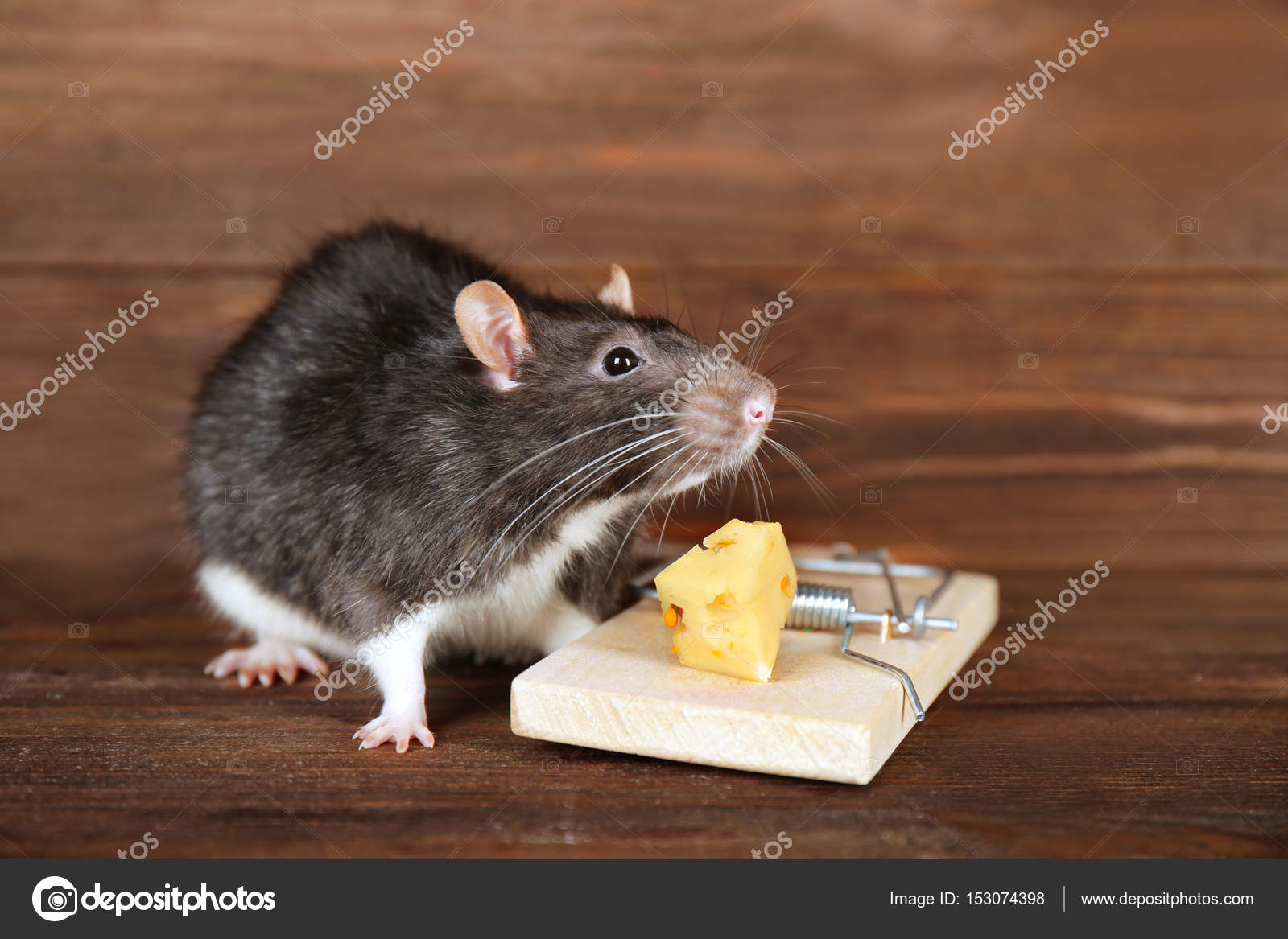 3 319 Rat Trap Stock Photos Images Download Rat Trap Pictures On Depositphotos 3 319 Rat Trap Stock Photos Images Download Rat Trap Pictures On Depositphotos