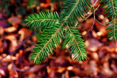 Firavun ağacı dalları